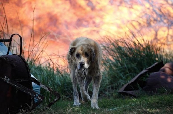 ALERTA MUNDIAL | ANTE LA OLA DE CALOR EN TODO EL MUNDO | LOS FUEGOS DEBORAN CIUDADES ENTERAS, LOS ANIMALES SON LOS MAS AFECTADOS