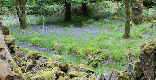 Bluebell woodland