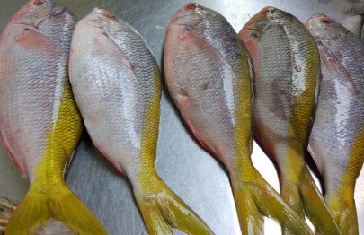 bahan ikan ekor kuning
