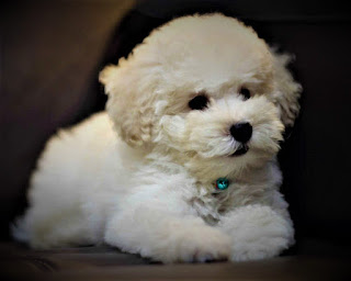 Bichon Frise    History Breed dog’s bichon frise - it's small, snow-white lumps, which are more like plush toys. If you add a pink ribbon to the look, it will be impossible to distinguish them. As is often the case, scientists cannot say exactly how and where these dogs came from, however, there is a widespread belief among dog breeders that bichon frise originated from a barbion, also called barbet.  Barbet had larger sizes, and it is still unclear how he lost more than half his weight, diminished, and most importantly, with whom they interbred these dogs to get modern bichons. The first written references to the bichon frise dog breed began in the 14th century when French shipping magazines mentioned small white dogs living on the island of Tenerife and that many French sailors took them home.  On the opposite hand, there's another opinion, that claims that in Europe these dogs within the ordinal century brought not the French, and therefore the Italians. As for the way the dogs appeared on the island, opinions conjointly disagree - some claim that they were delivered to the islands by traders from a European nation, following the Phoenician trade route, whereas others insist that the breed was bred and delivered to the island by the Spaniards, and therefore the Italians, severally, brought them to the continent.  The French, in turn, after the invasion of Italy in the 16th century, took some of the dogs home. In fact, whichever version is not correct, now this breed is one of the most popular in Europe and America, very recognizable, and has many fans, including in the CIS countries.  About the same was the case in the Middle Ages - after the dogs got to Europe, they gained huge popularity among aristocrats and royal families.  Sometimes, the love of royals reached the absurd. Thus, the English King Henry III so adored his dog's bichon frise, that everywhere carried them with him in a special basket, and even sometimes hung this basket around his neck.  At the end of the 19th, and early 20th centuries, the interest among the nobility in this breed faded, they began to be treated as ordinary dogs, also, they began to be used in street performances by various theaters, circuses, stray charmers, etc.  Characteristics of the breed popularity                                                           09/10  training                                                                05/10  size                                                                        02/10  mind                                                                     05/10  protection                                                          06/10  Relationships with children                         08/10  Dexterity                                                             06/10       Breed information country  France  lifetime  15-19 years old  height  Males: 23-30 cm Bitches: 23-28 cm  weight  Males: 3-5 kg Suki: 3-5 kg  Longwool  long-haired  Color  White  price  450 - 1000 $                https://petdogi.blogspot.com/  https://petdogi.blogspot.com/  Description Bichon Frise - these are small dogs, at first glance at which you immediately understand what is decorative breed. They have a fragile body, paws slightly shorter than the average, which, nevertheless, are proportional to the body, the rounded muzzle of the eye is black, the neck is thin, medium length and the ears are not cupped, they hang on the sides of the head. The tail is raised upwards and usually rests on the back. The wool is curly, white in color, and evenly covers the whole body.     Personality Bichon friezes are very active, have a large supply of energy, love walks, and various entertainment. It is important for them to communicate with people, especially with their owners and family members. Due to the fact that they have a very nice appearance, the owners sometimes show excessive care, which, subsequently, negatively affects the character of the animal.  There is a great danger to making your pet pampered and capricious, and this, believe me, does not carry anything good neither for the dog nor for you, as it spoils the character and complicates your life. For the breed bichon frise is very important attention, they like to be in the center of events, to feel the love of others.  Although these dogs have a particular degree of internal independence, they are doing not prefer to be alone, preferring the corporate of friendly pets or admired ones. Moreover, a dog will organize a large number of receptions if the complete day is going to be alone. particularly once it's spoiled.  Children are treated perfectly, see them as a partner for games and entertainment, however, because the bichon frise has a very fragile physique, children need to be told about the correct treatment of the animal. Especially when it comes to puppies.  To other pets and Cats, in particular, bichon treats well, by the way, if you are often not at home, and the animal should be alone, it is better to have him a friend - another Dog or Cat. Despite its small size, the bichon frise has a sufficiently developed intellect, remembers teams well, and learns quickly. Needs early socialization, like most dogs.     Teaching This breed is perfectly amenable to training - here the main thing is to use the right approach. They remember teams well, but the main thing to pay attention to is the development of obedience and behavior correction. If desired, the breed bichon frise can be trained in a variety of commands, and even some tricks at home.  Despite the developed intelligence, sometimes it is difficult for them to concentrate on the process of training and training for a long time, so do not forget to take breaks for games, and generally serve training in a playful way. It is extremely important to encourage the dog to perform the tasks correctly.  To anchor, the material, repeat it in everyday life and complicate tasks by introducing distractions in the form of smells, sounds, and other people. usually, decorative breeds learn from basic teams, but in the case of Bichon Frise, you can go further.     Care Breed dogs bichon Frise needs proper care, which for the most part consists of combing and haircut (grooming). Moreover, the dogs are usually cut in special hairdressers, although some owners learn this themselves. In addition, always keep your pet's ears and eyes clean and cut your claws about once a week. You need to bathe the dog 2-3 times a week.     Common diseases The breed has a tendency to certain health problems, including:  stones and bladder infections; Allergy bichons are also known for their sensitivity to fleas; knee sprain; dislocated hamstring; sensitivity to vaccination - symptoms usually include hives, swelling of the muzzle, soreness, and lethargy. In rare cases, a vaccine-sensitive dog may experience complications up to death; hip dysplasia; as the dog ages, arthritis may develop (associated with hip dysplasia); juvenile cataract.