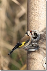 Goldfinch