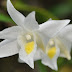 Dendrobium crumenatum - hoàng thảo củ ( Tuyết Mai )