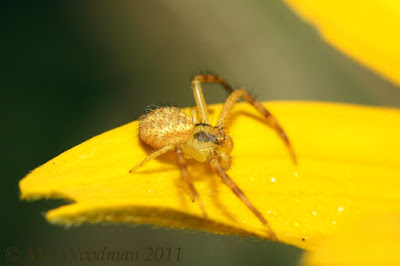 Crab Spider