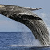 Whale Watching in Sri Lanka