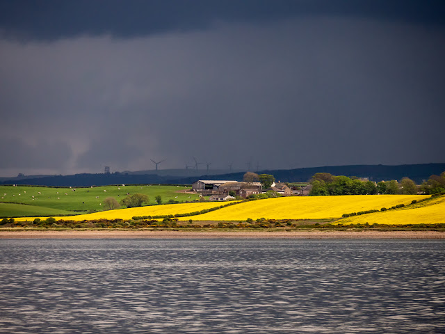 Photo of rapeseed oil crops standing out against a stormy sky seen from the Solway Firth