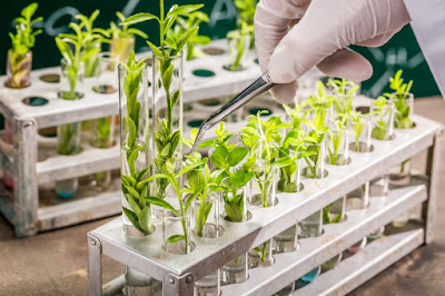 https://www.radiantinsights.com/research/plant-phenotyping-equipment-market?utm_source=Blogger&utm_medium=Social&utm_campaign=Bhagya06July&utm_content=RD