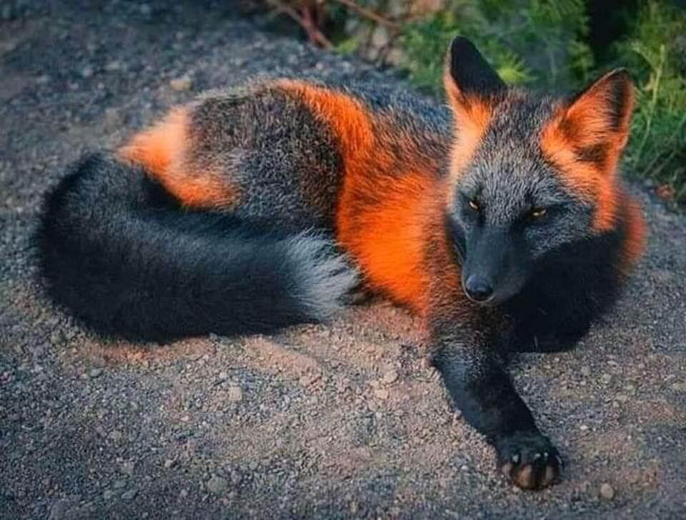 the cutest fox ever