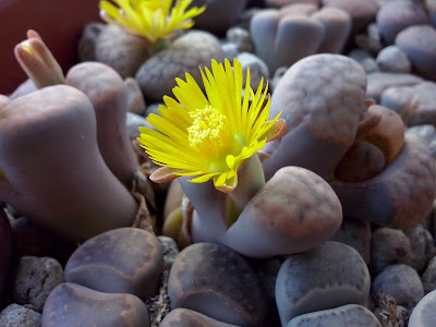 lithops