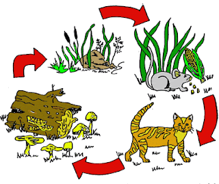 ekosistem dan jaring-jaring makanan