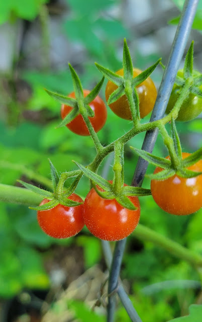 Growing Everglades tomatoes