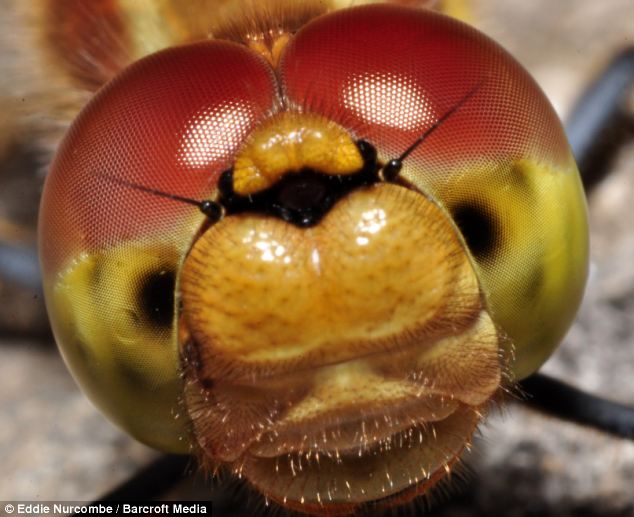 cricket insect cartoons. Bug-eyed: The cartoon faces of