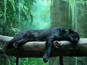 black leopard panther