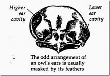 Barn-owl-ears-300x206