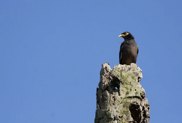 Common Myna