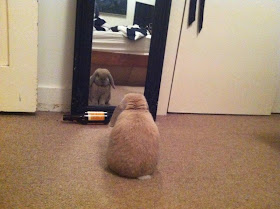 Funny animals of the week - 5 April 2014 (40 pics), fluffy bunny looking at the mirror