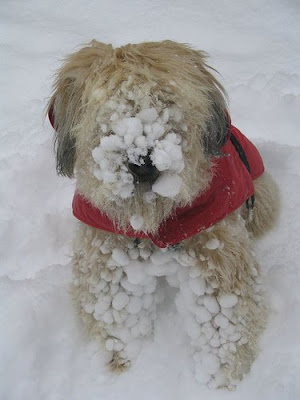 Dogs in The Snow Seen On coolpicturesgallery.blogspot.com Or www.CoolPictureGallery.com