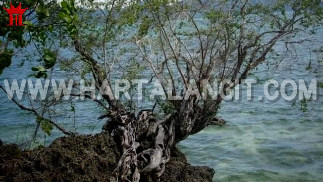 gambar pohon stigi asli
