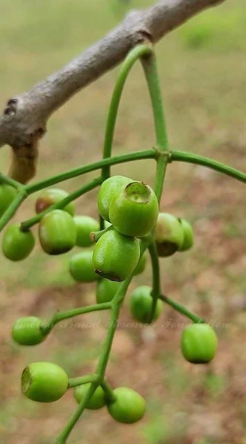 🌿 Syzygium nervosum A.Cunn. ex DC.  Family : Myrtaceae Common name : jamun Habit : Tree Habitat : Near perennial stream Fl. & Fr. : Jun - Aug  🍁 The decoction of S. nervosum leaves and flower buds has been consumed to cure digestive problems.