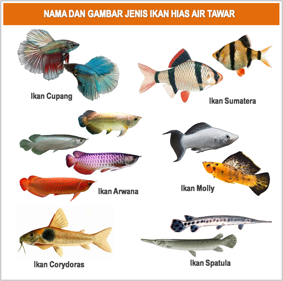  GAMBAR   FOTO  JENIS MACAM NAMA IKAN  HIAS  AIR TAWAR 