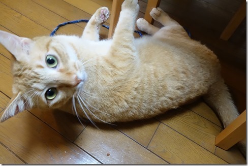 r-DSC00632