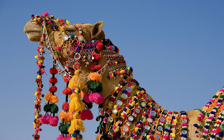 Camel India Festivel wallpaper