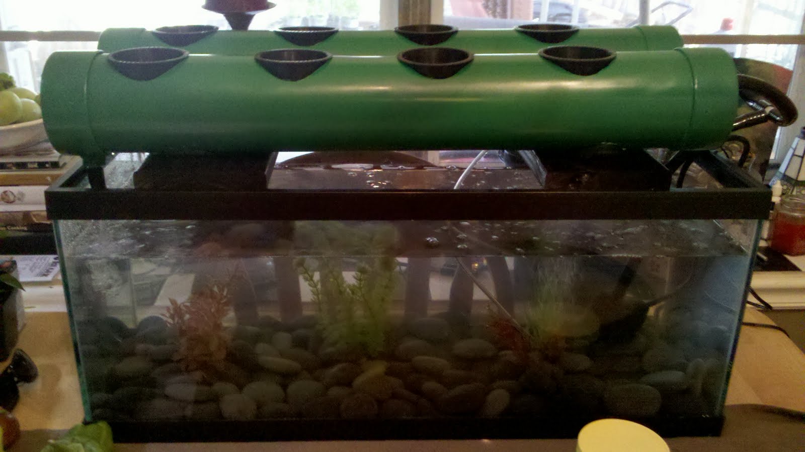 20 gallon aquarium aquaponics - and Video on Aquarium ...