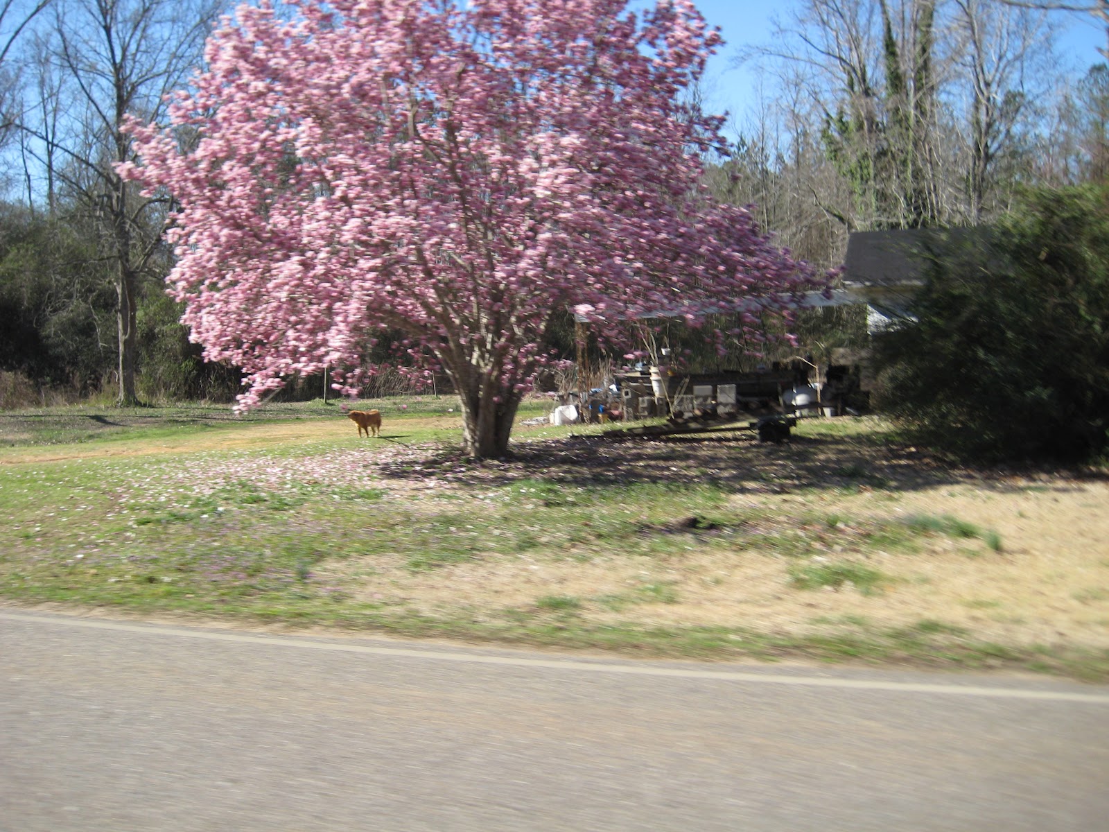 Redbud