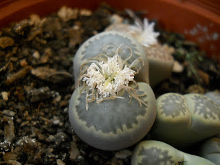 Lithops aucampiae