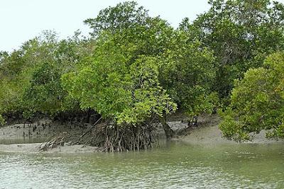 Sundarbans, Bangladesh