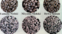 Rice - Types Of Rice