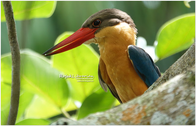 Stork-billed Kingfisher