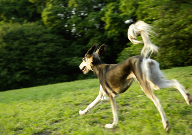 Hermosos Perros