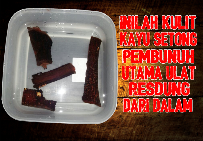 PENAWAR RESDUNG PLG MUJARAB 100% AKAR KAYU ~ Yatibiz 