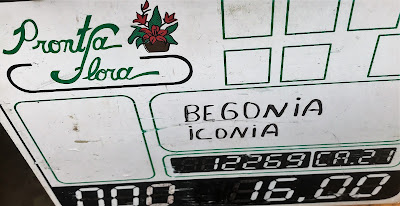 Onde vende BEGÔNIA ICÔNIA - Begonia I'conia