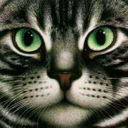 American Shorthair face