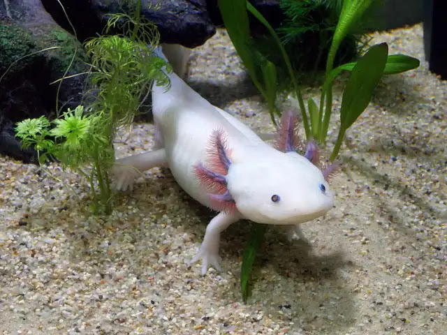100 Fascinating Facts About Axolotls: The Masters of Regeneration