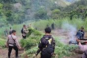Personel Gabungan Musnahkan 40 Hektar Ladang Ganja di Nagan Raya