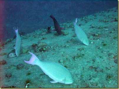 EM Grazing Fish