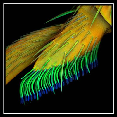 Olympus BioScapes competition: Beetle leg