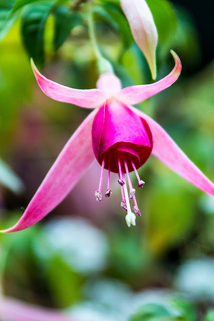 Denver Botanical Garden