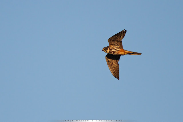 Boomvalk - Eurasian Hobby - Falco subbuteo