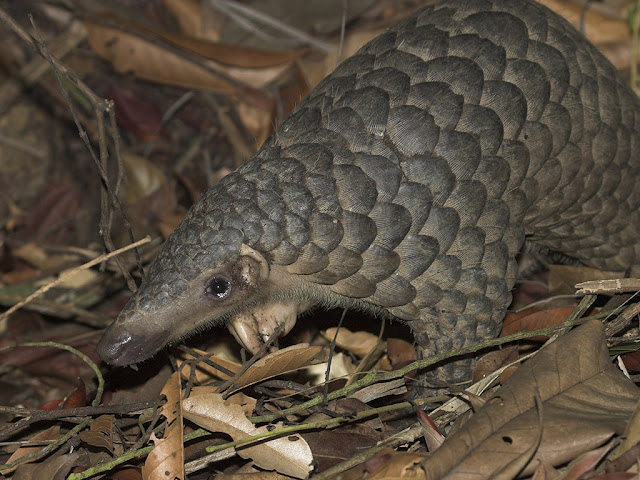 Sunda Pangolin - Manis javanica