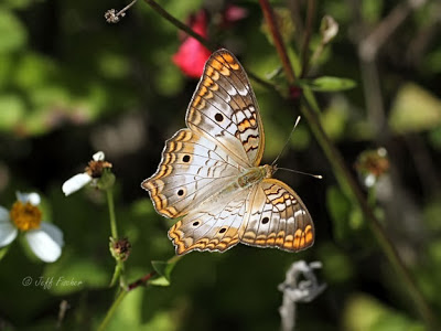 White Peacock Butterfly