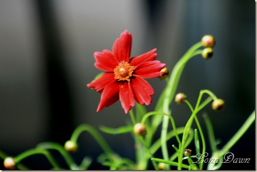 Coreopsis_LimerockRuby