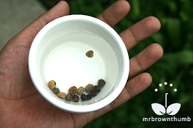 soaking nasturtium seeds