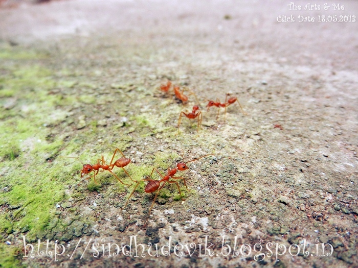 Red Ants