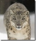 image_uncia-uncia.jpg---wikipedia,-the-free-encyclopedia