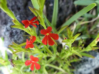 Goutte de sang - Striga asiatica - Herbe du riz - Herbe du feu