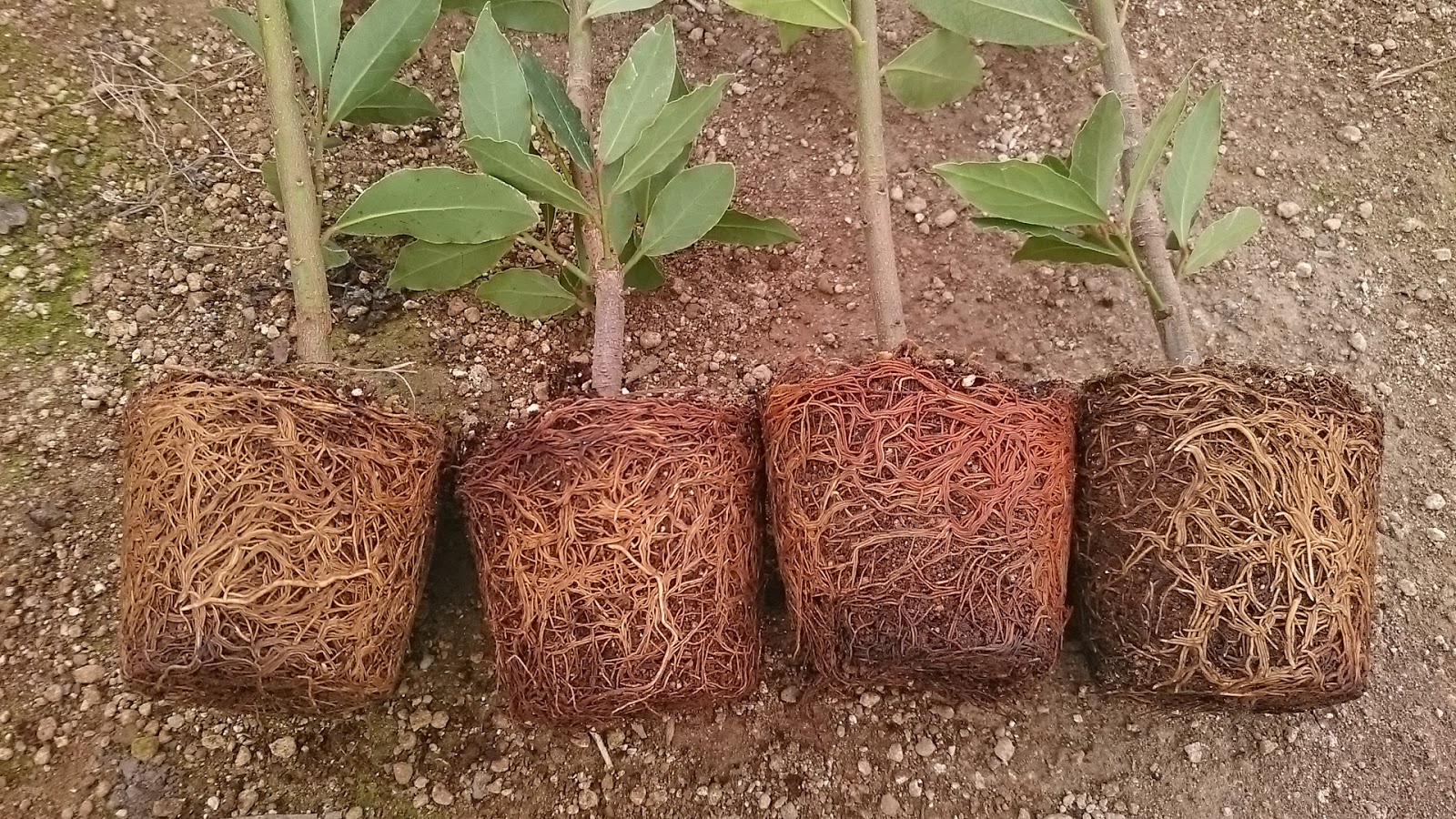 園芸知恵袋 月桂樹の植え替え
