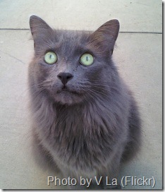 nebelung cat